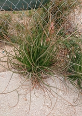 Asphodelus fistulosus