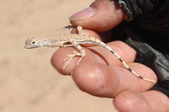 Callisaurus draconoides
