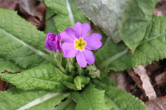 Primula vulgaris rubra