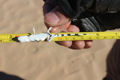 Callisaurus draconoides