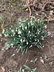 Galanthus
