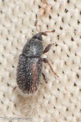 Mecinus variabilis