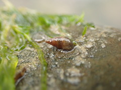 Potamopyrgus estuarinus