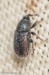 Mecinus variabilis