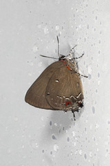 Olynthus punctum