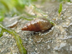 Potamopyrgus estuarinus