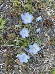Nemophila