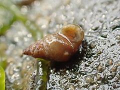 Potamopyrgus estuarinus