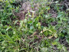 Muehlenbeckia sagittifolia