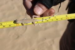 Callisaurus draconoides