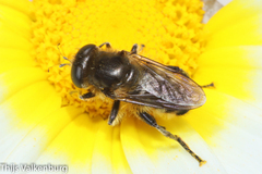 Platynochaetus setosus