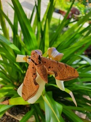 Protambulyx strigilis