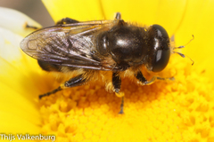 Platynochaetus setosus