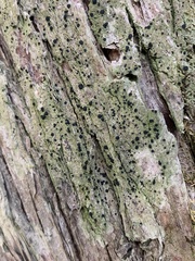 Bacidia schweinitzii