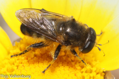 Platynochaetus setosus