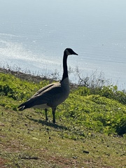 Branta canadensis
