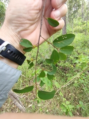 Bridelia leichhardtii