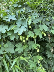 Humulus lupulus