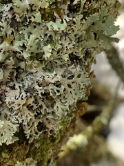 Hypogymnia physodes