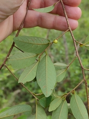 Bridelia leichhardtii