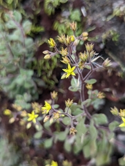 Sedum stellariifolium