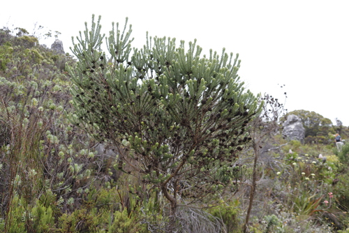 Image of Aspalathus capitata by (c) Tony Rebelo, some rights reserved (CC BY-SA)