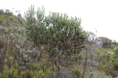 Aspalathus capitata