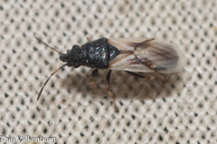Metopoplax ditomoides