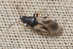Metopoplax ditomoides