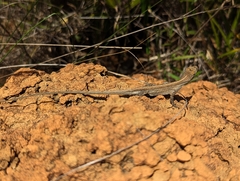 Anolis meridionalis