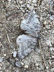 Hydriomena nubilofasciata