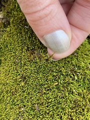 Claopodium rostratum