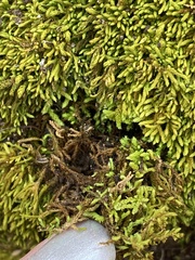 Claopodium rostratum