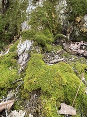 Claopodium rostratum