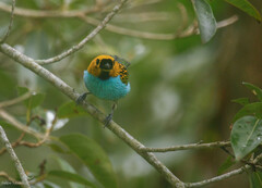 Tangara cyanoventris