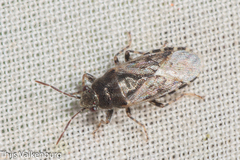 Heterogaster urticae