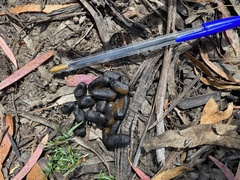 Pseudocheirus peregrinus