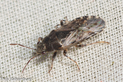 Heterogaster urticae