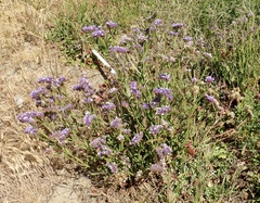 Limonium sinuatum
