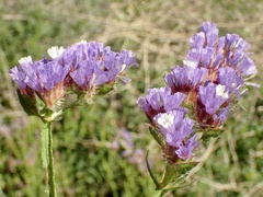 Limonium sinuatum