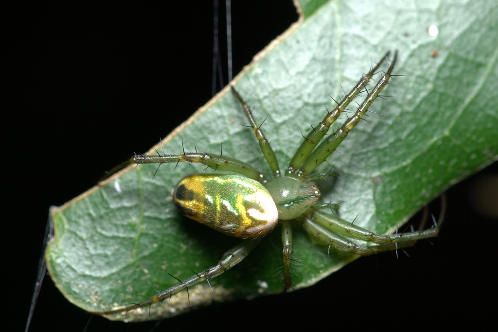 Mangora strenua