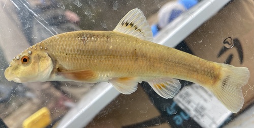 Highland Stoneroller