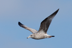 Larus argentatus