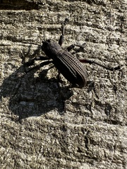 Aegorhinus suturalis