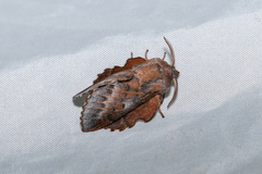 Phyllodesma ilicifolia