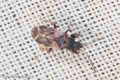 Taphropeltus nervosus