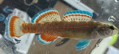 Etheostoma whipplei
