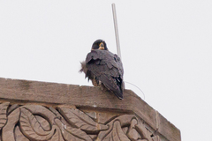 Falco peregrinus