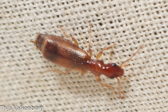 Paradromius