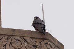 Falco peregrinus